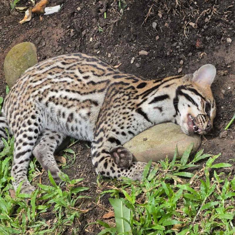 El tigrillo fue encontrado muerto en el antejardín de una vivienda en el sector de Cabecera del Llano. Foto: Caracol Radio