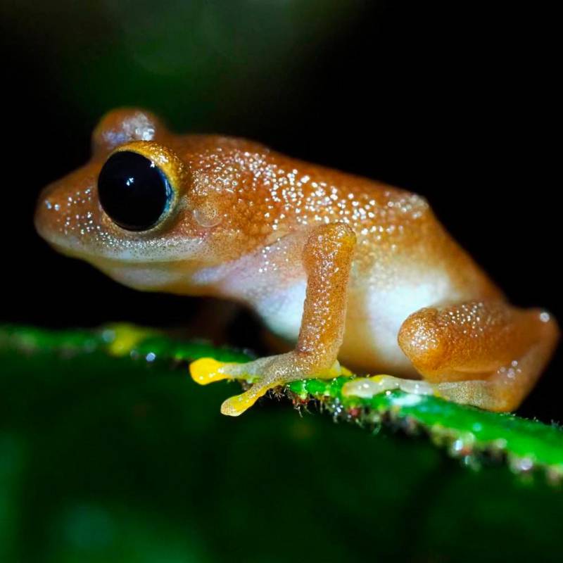 Esta es la ‘Pristimantis chalceus’, una especie que habita en La Planada. FOTO: Claudia Lansac