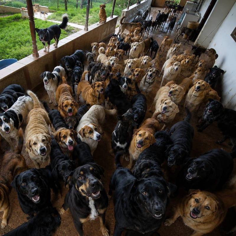 El sostenimiento de los 235 perros, cada día, cuesta cerca de 500 mil pesos. Para los 45 gatos son, cada semana, $134.000. El traslado tiene un valor estimado en $160 millones. FOTO: Cortesía