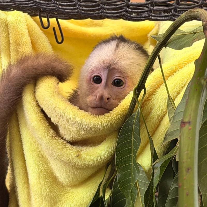 Uno de los animales rescatados tras el inicio de su proceso de recuperación. FOTO: Cortesía