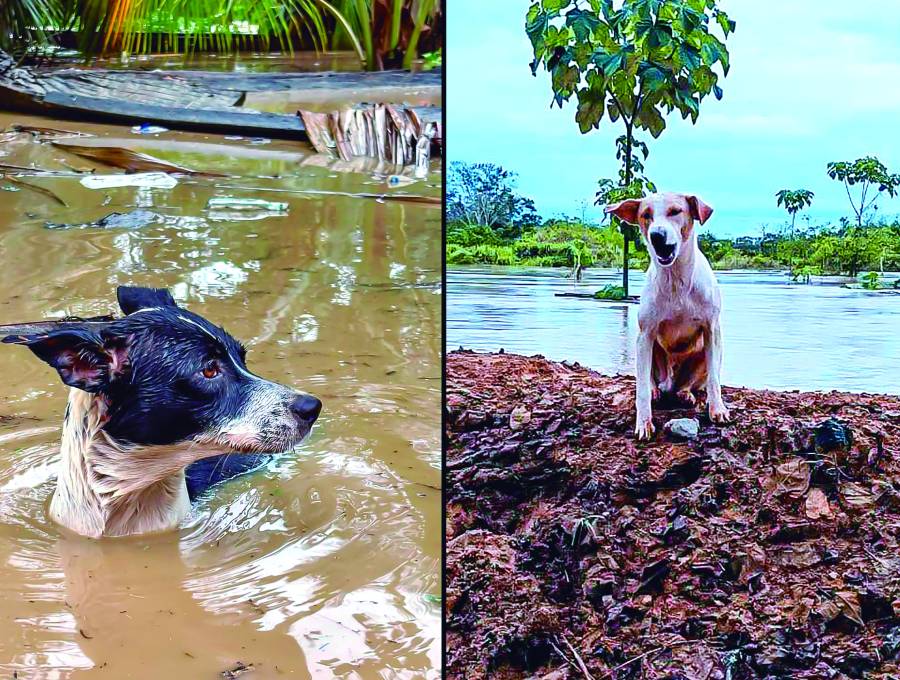 Este es el panorama actual en municipios como Apartadó, Necoclí, Turbo y Chigorodó, donde los animales han sido encontrados en pésimas condiciones; muchos de ellos han muerto en las inundaciones. FOTO: CORTESIA