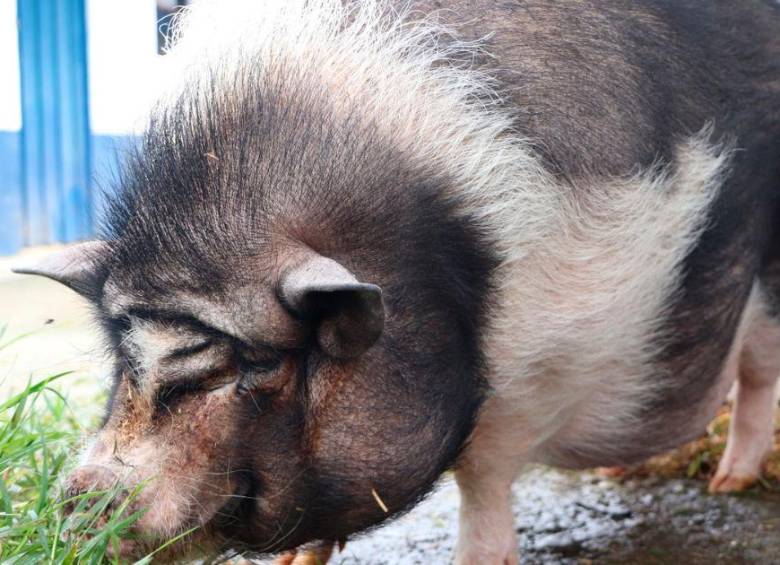 ¡Qué belleza! Hay cinco cerditos que buscan un hogar en Medellín