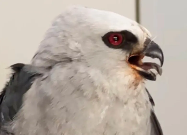 Águila de Misisipi fue rescatada en Puerto Triunfo con una lesión