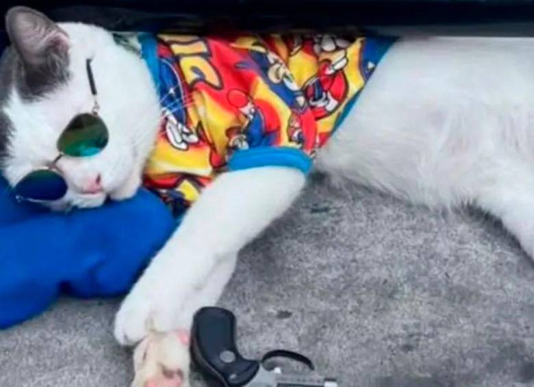 Denuncian que estarían usando un gato “sedado” para pedir plata en la comuna 13