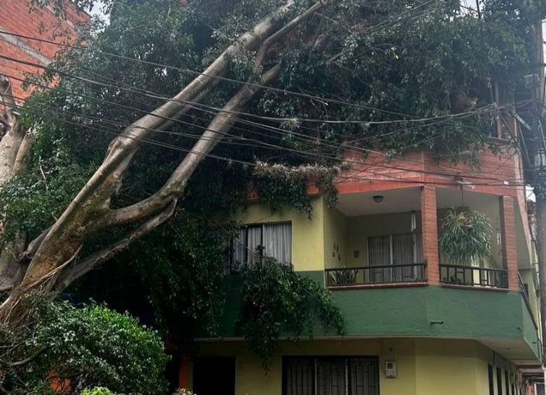 EN FOTOS: ¡Qué susto! Gigantesco árbol cayó sobre casa en Copacabana