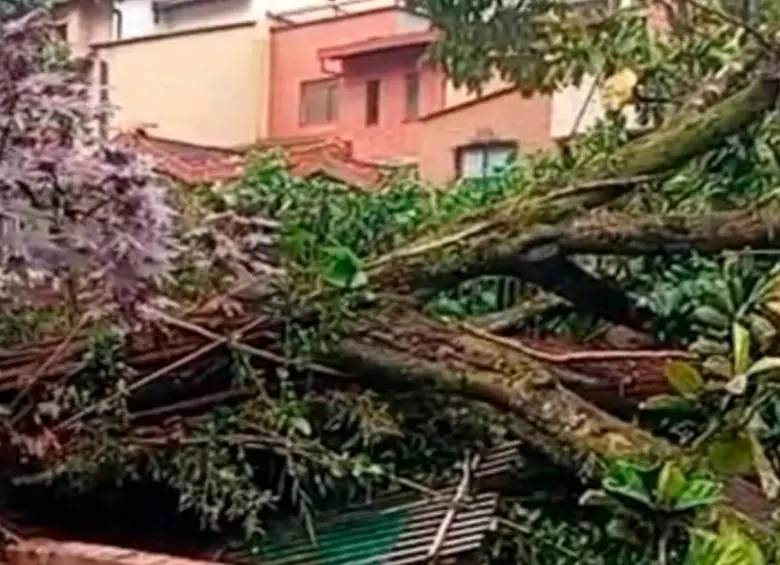 En video: Aguacero tumbó un árbol y bloqueó la vía hacia La Doctora, en Sabaneta