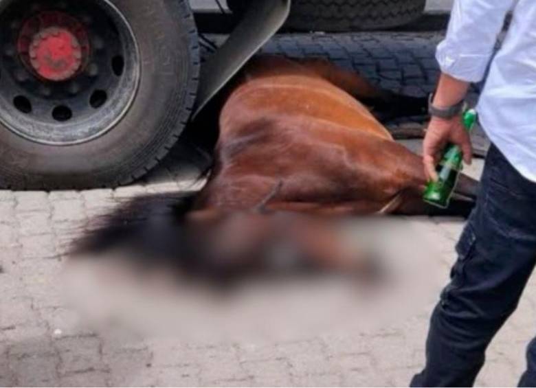 ¡Qué pesar! Un caballo desbocado murió al chocar contra un camión