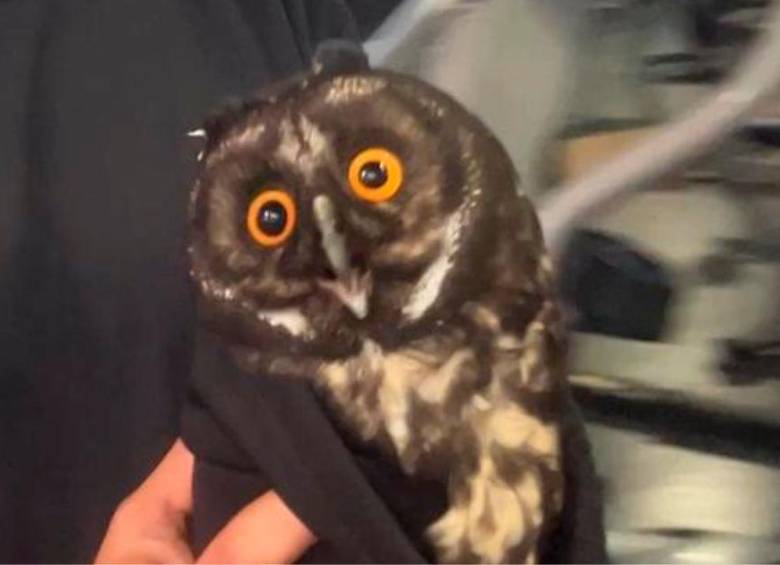 Búho cornudo fue rescatado en un gimnasio del centro de Medellín
