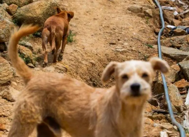 Así puede proteger a sus mascotas durante la temporada de lluvias