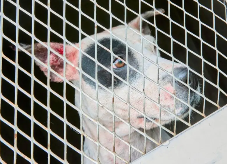 Trece capturados en convención internacional de pelea de perros