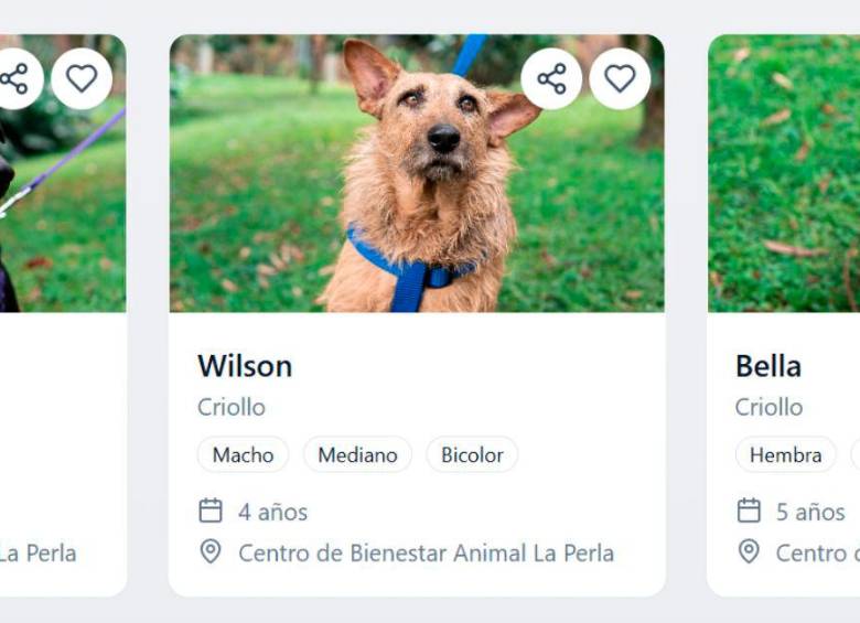 Ahora adoptar una mascota es más fácil: desde el celular puede encontrar nuevo mejor amigo