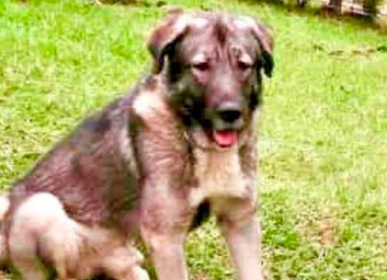 Presunta negligencia en spa canino habría causado la muerte de Loky