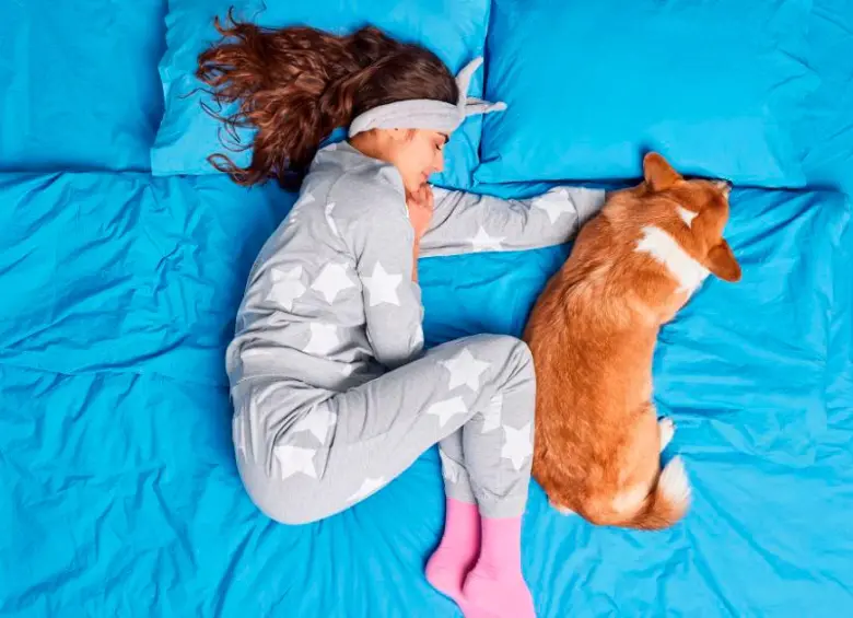 Dormir con perros y gatos: ¿un placer o un riesgo? Aquí le contamos