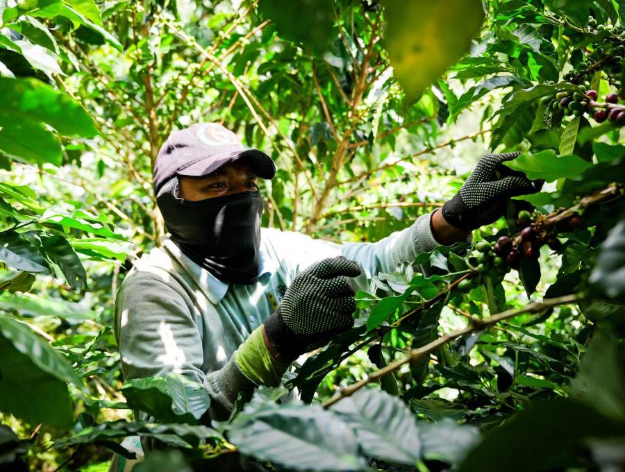 El mucílago es la capa pegajosa que está entre la cáscara y el grano de café. FOTO: Cortesía ITM