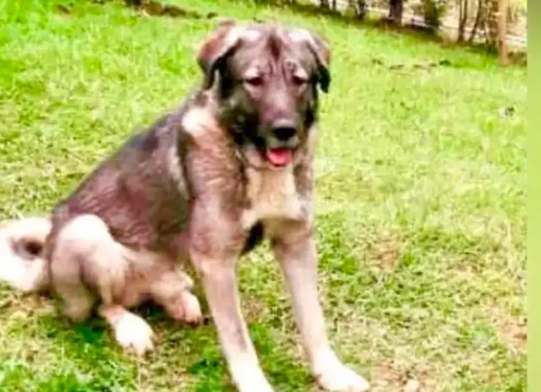 ¿Qué pasó con Loky? Esto dicen desde el spa canino donde fue atendido