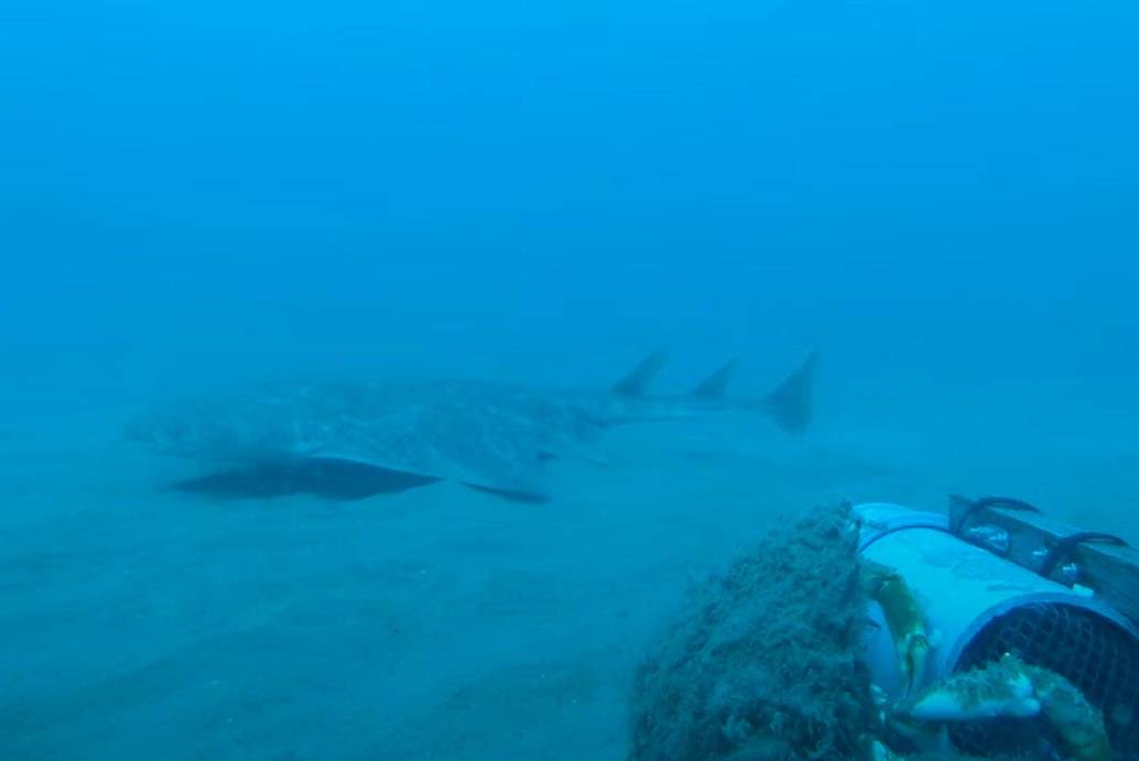 El tiburón ángel, también llamado angelote, puede alcanzar hasta 2,5 metros de longitud y se camufla en el fondo marino para cazar, una habilidad que lo hace casi invisible a simple vista. FOTO cortesía CBMWC