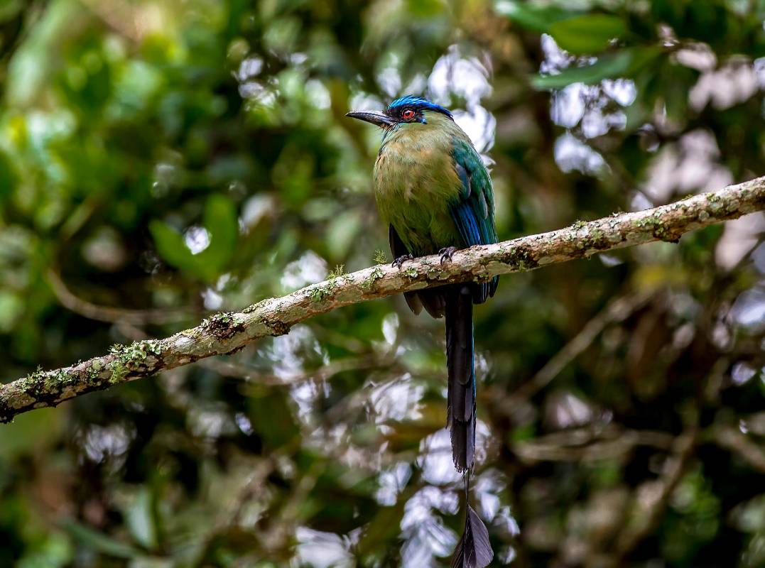 La vista de aves es otro atractivo con que cuenta el parque. Foto Juan Antonio Sánchez Ocampo