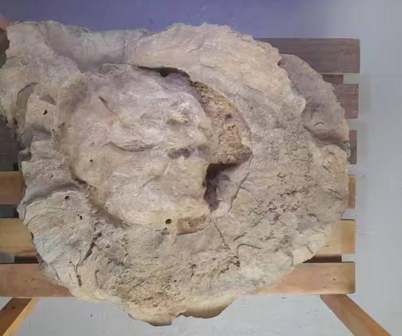 Este pedazo de madera fosilizada podría entregar nueva información sobre la biodiversidad existente hace millones de años en lo que hoy es Antioquia. FOTO: Cortesía Juan David Rodríguez
