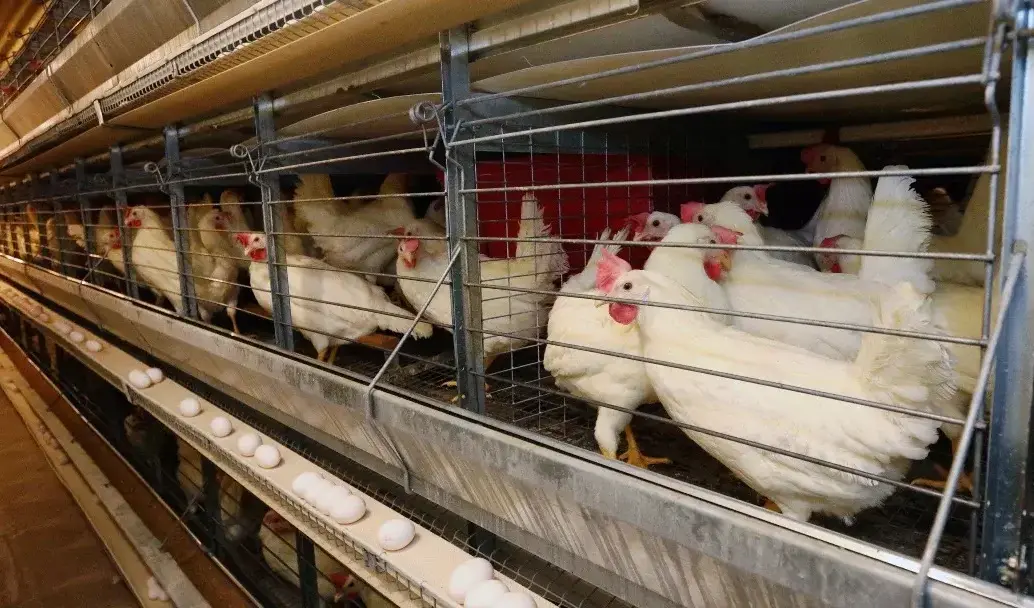 El departamento del Valle del Cauca es el primer productor de huevo y el tercer productor de pollo en Colombia. FOTO: Fenavi.