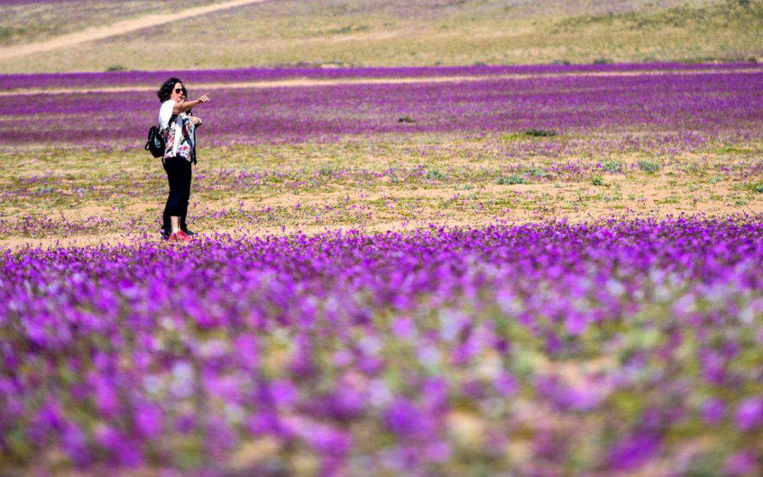 Este fenómeno se ha vuelto cada vez más frecuente debido al cambio climático. Foto AFP
