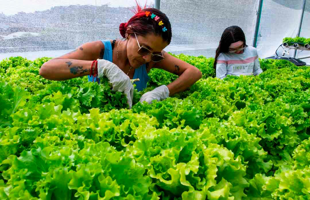 Pero más allá de la producción de alimentos, estas huertas en terrazas tienen un objetivo social fundamental: permitir que las madres cabeza de hogar puedan pasar más tiempo con sus hijos. Foto: Julio Herrera