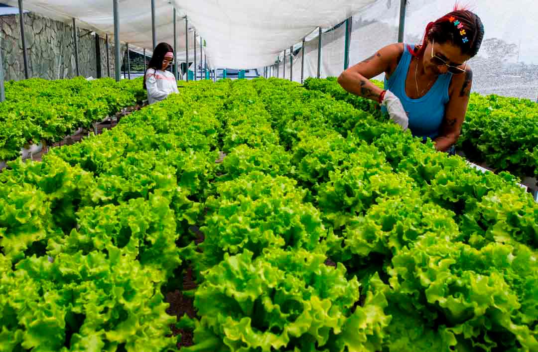 Los productos cultivados en estas huertas no solo abastecen a las familias de la Comuna 13, sino que también se comercializan en restaurantes de la ciudad, generando ingresos y promoviendo el desarrollo económico de la comunidad. Foto: Julio Herrera