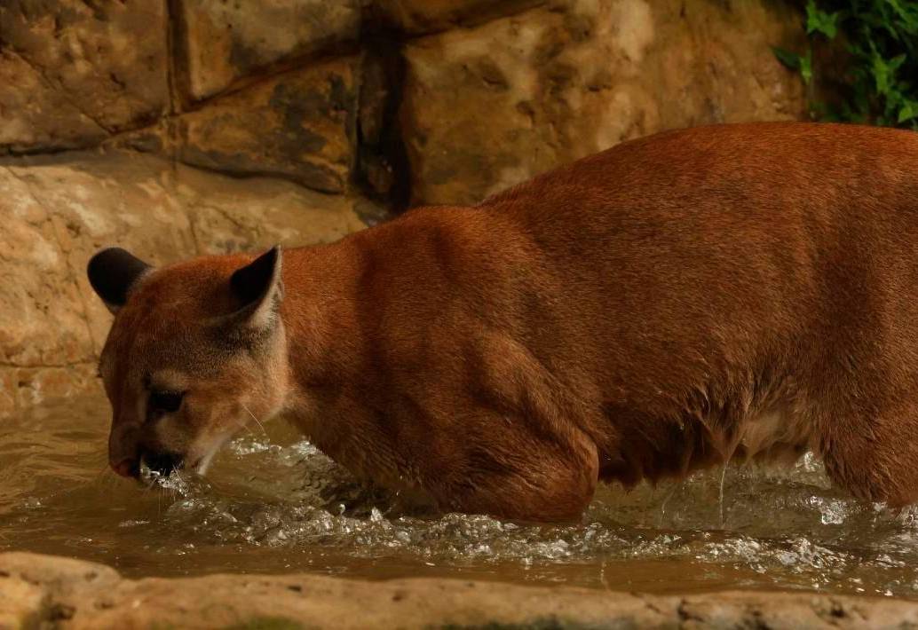 La joven puma presentaba un alto grado de amansamiento, por que lo que liberarla era condenarla a la muerte. FOTO: CORTESÍA CORANTIOQUIA