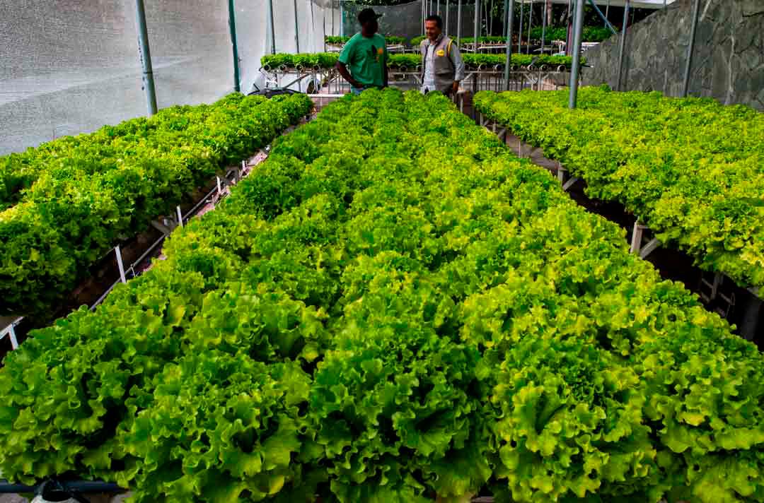 En 37 terrazas de este emblemático sector de Medellín, donde antes predominaba el cemento, hoy crecen lechugas, albahaca y cogollo europeo de alta calidad, gracias a una iniciativa que ha transformado las terrazas en espacios productivos y sostenibles. Foto: Julio Herrera