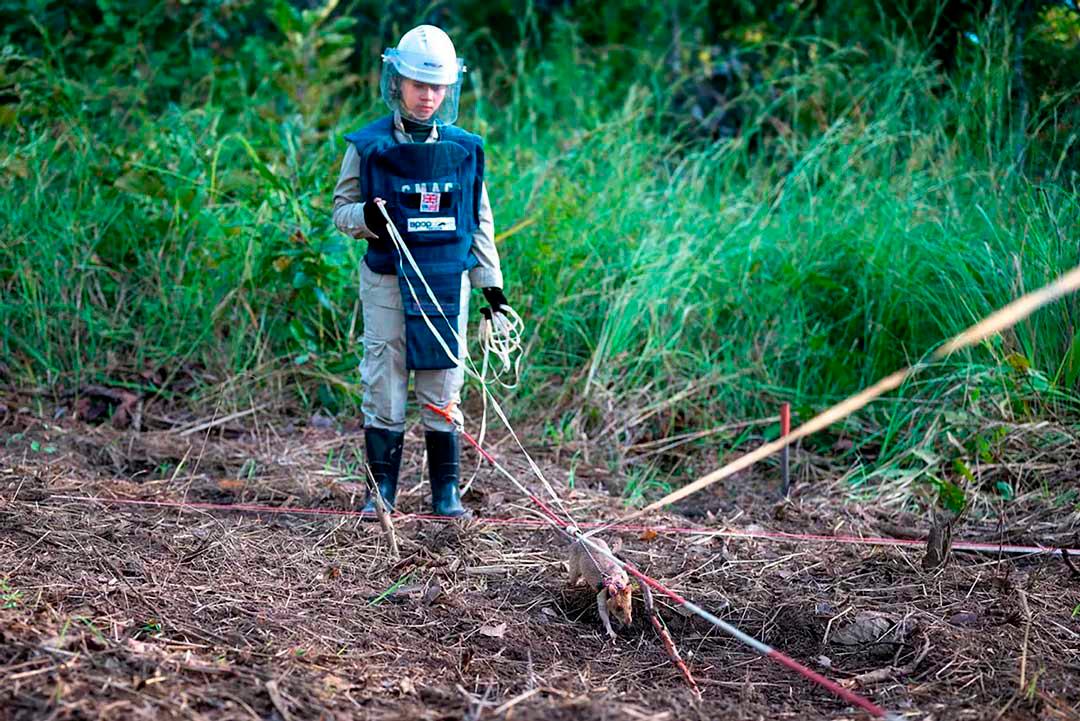 Desde que comenzó su labor, Ronin ha detectado más de 100 objetos peligrosos, contribuyendo a que estos terrenos puedan ser reutilizados de manera segura por las comunidades locales. Foto: AFP