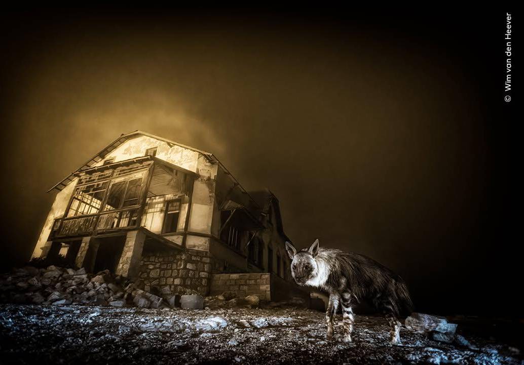 <span class="mln_uppercase_mln">La</span><b><span class="mln_uppercase_mln"> hiena solitaria de una ciudad fantasma, un escarabajo frente a la maquinaria humana y un tiburón creciendo entre algas figuran entre las escenas más poderosas del concurso fotográfico de vida silvestre más prestigioso del mundo. FOTO: Ghost Town Visitor Wim van den Heeve/Wildlife Photographer of the Year</span></b>
