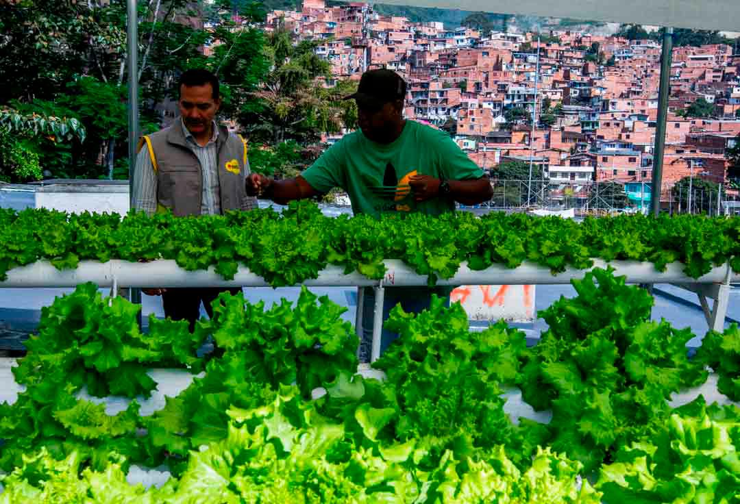 Estas huertas urbanas no solo representan una fuente de alimentos frescos y sostenibles, sino también una oportunidad económica para muchas madres cabeza de hogar, quienes pueden permanecer más tiempo en sus casas al generar ingresos desde allí. Foto: Julio Herrera