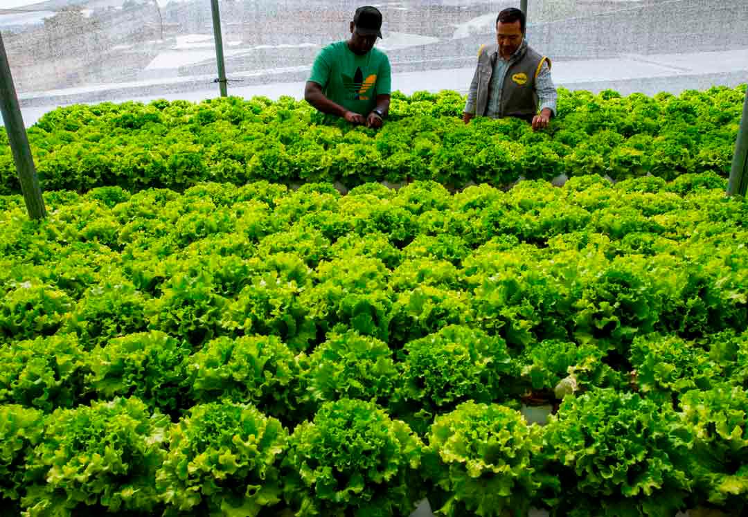 Gracias al apoyo de empresas privadas y organizaciones sociales, estos cultivos cuentan con asistencia técnica, insumos y canales de comercialización que permiten vender sus productos a restaurantes y mercados locales. Foto: Julio Herrera