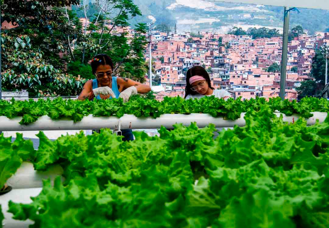La Comuna 13 de Medellín, conocida por su historia de resiliencia y transformación, ha encontrado en la agricultura urbana una nueva forma de cultivar esperanza y generar oportunidades. Foto: Julio Herrera