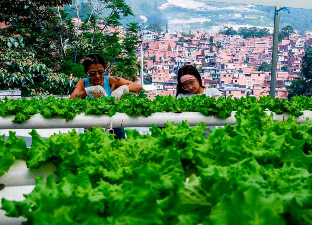 Gracias al apoyo de empresas privadas y organizaciones sociales, estos cultivos cuentan con asistencia técnica, insumos y canales de comercialización que permiten vender sus productos a restaurantes y mercados locales. Foto: Julio Herrera