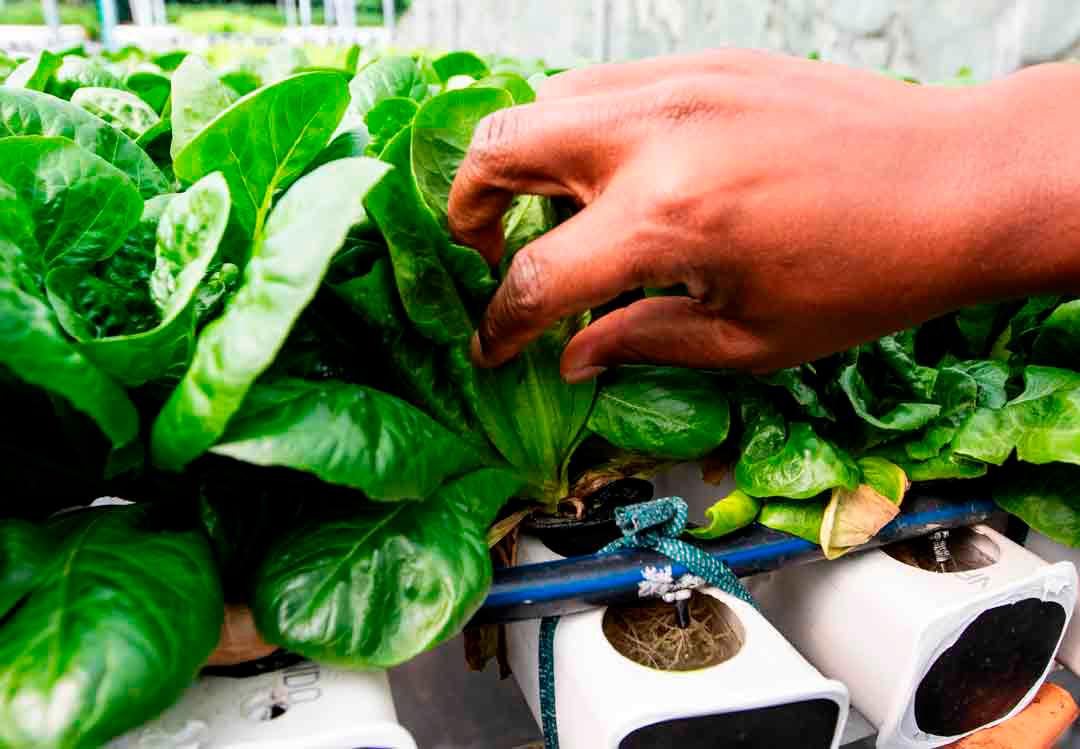 En San Javier, los habitantes han convertido sus terrazas en verdaderas huertas urbanas, una estrategia que ha ido consolidándose con el apoyo de la empresa privada y que se presenta como una solución innovadora para combatir la inseguridad alimentaria y fortalecer la economía local. Foto: Julio Herrera