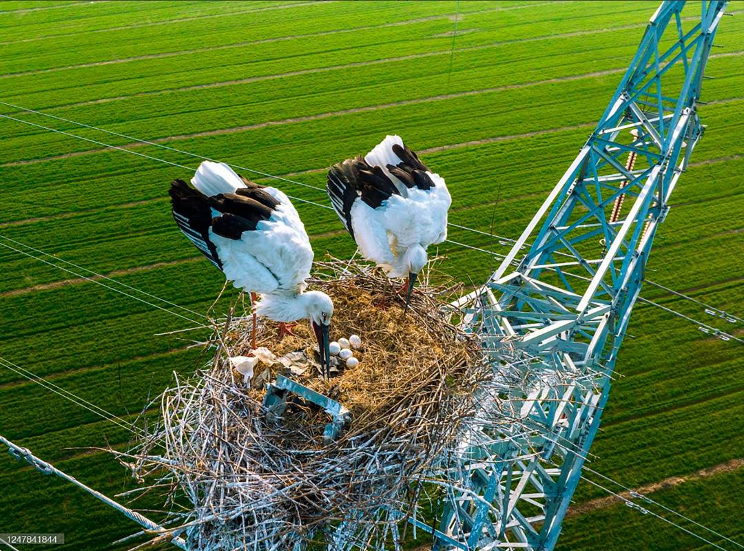 El año pasado las cigüeñas criaron cuatro pájaros sobre está misma torre. Foto Getty