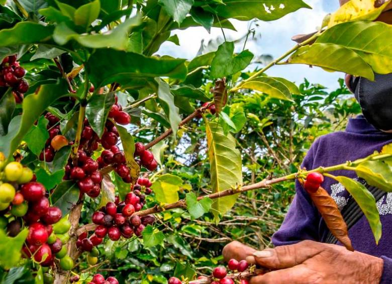 El café fue uno de los motores de las exportaciones en el primer semestre. FOTO: JUAN ANTONIO SÁNCHEZ