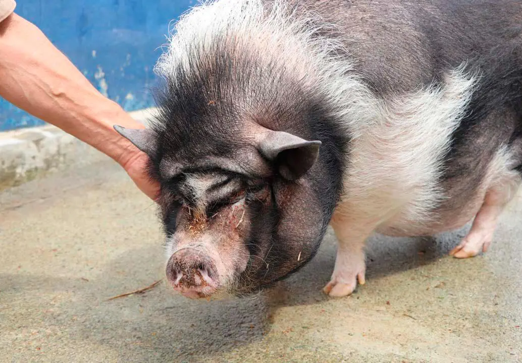 Los cerditos fueron rescatados de lugares donde padecían condiciones de vulnerabilidad. FOTO: ALCALDÍA