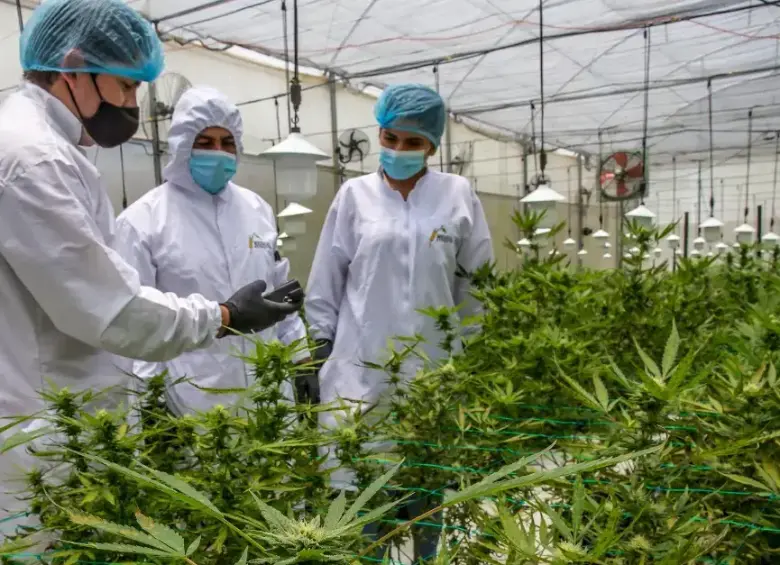El decreto del 27 de octubre modifica la reglamentación del uso médico y científico del cannabis en Colombia. Foto: Juan Antonio Sánchez Ocampo. 