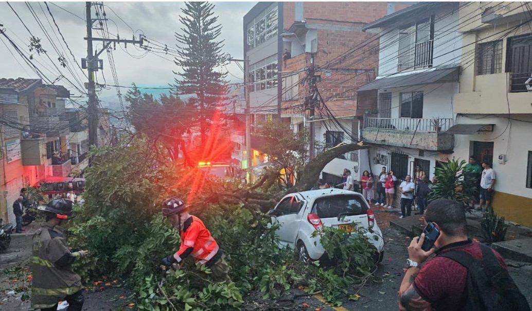 Árbol caído en Campo Valdés, comuna 4. FOTO: SECRETARÍA DE MOVILIDAD