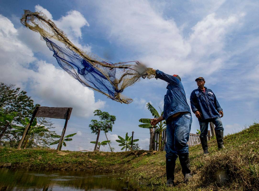 1,5 hectáreas es el tamaño de la unidad productiva, donde se pueden instalar 16 estanques. Foto: Julio César Herrera