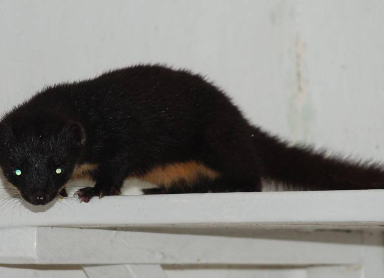 Las plataformas digitales permiten integrar observaciones ciudadanas y registros científicos en mapas geoespaciales de biodiversidad. FOTO iNaturalist-Juan Manuel de Roux