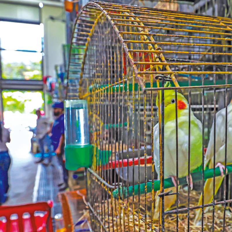 El módulo de fauna tiene doce locales en los que se comercian animales vivos, muchos de ellos todavía en pésimas condiciones. FOTO Manuel Saldarriaga