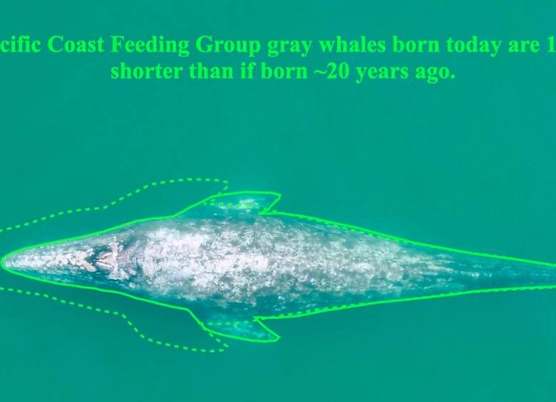 Esquema que muestra la disminución de longitud entre una ballena gris en el área estudiada adulta nacida antes de 2000 y una ballena gris nacida en 2020. Foto cortesía Europa Press/OSU
