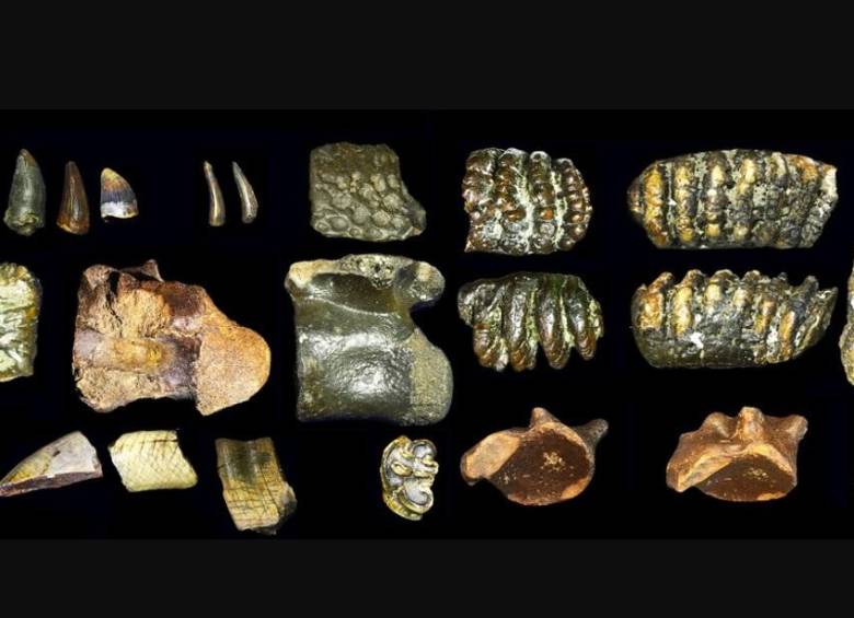 Fósiles hallados en el lecho marino frente a Java revelan cómo vivió el Homo erectus en Sondalandia hace 140.000 años. FOTO Cortesía Universidad de Leiden