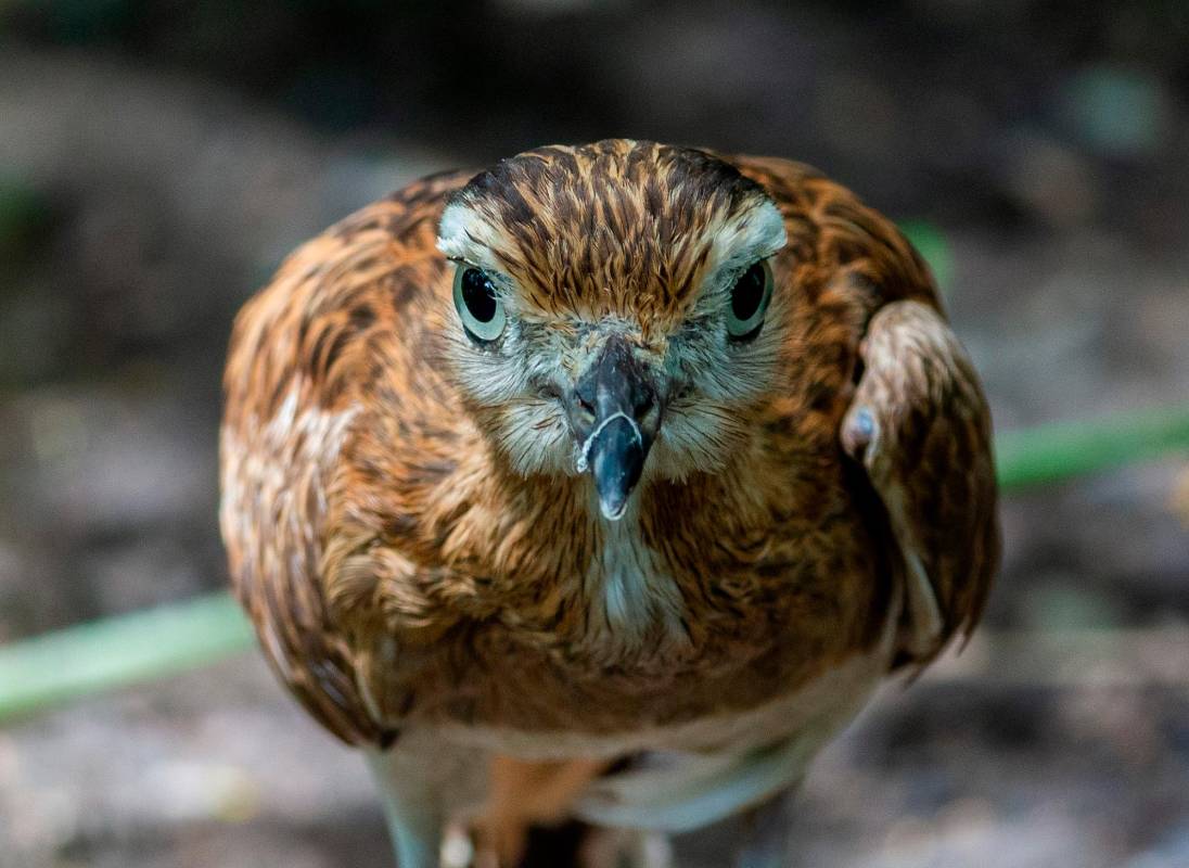 En el aviario hay más de 15 especies y 30 individuos, entre ellos, Alcaravan. Foto: Camilo Suárez Echeverry