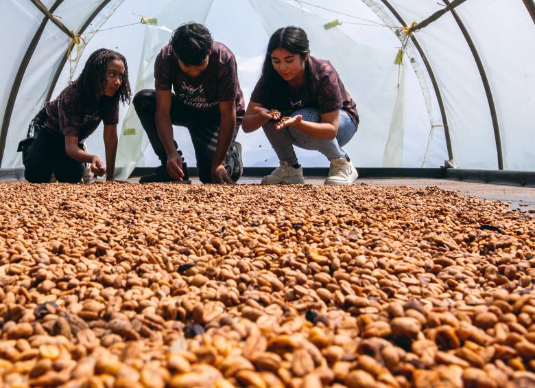 Los niños escogidos del proyecto son formados en el proceso del café, desde la siembra hasta la comercialización. FOTO Julio César Herrera