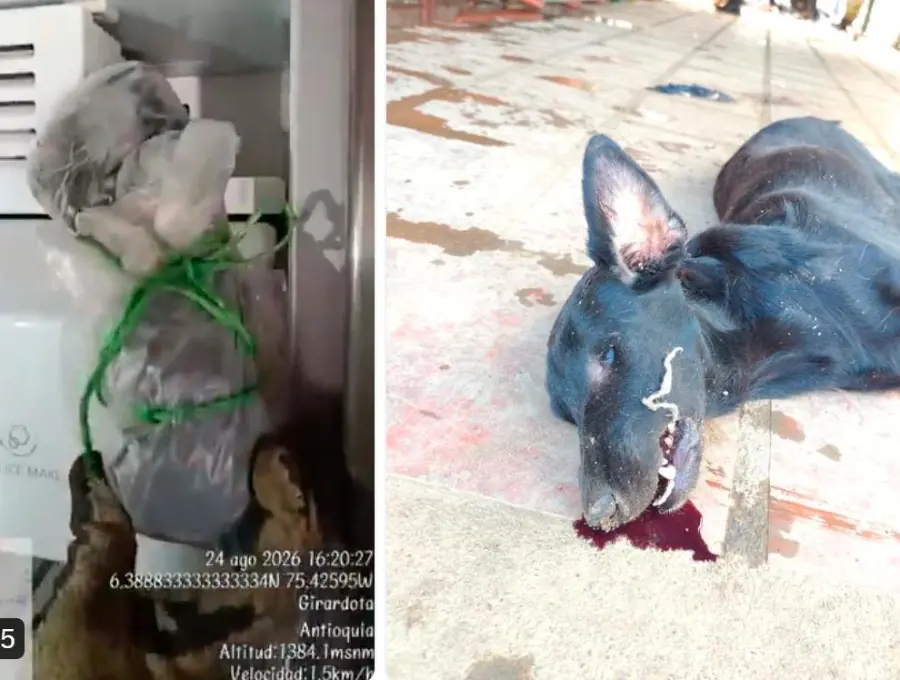 A la izquierda, el perro congelado en la nevera; a la derecha, el otro canino hallado también muerto. FOTO TOMADA DE X