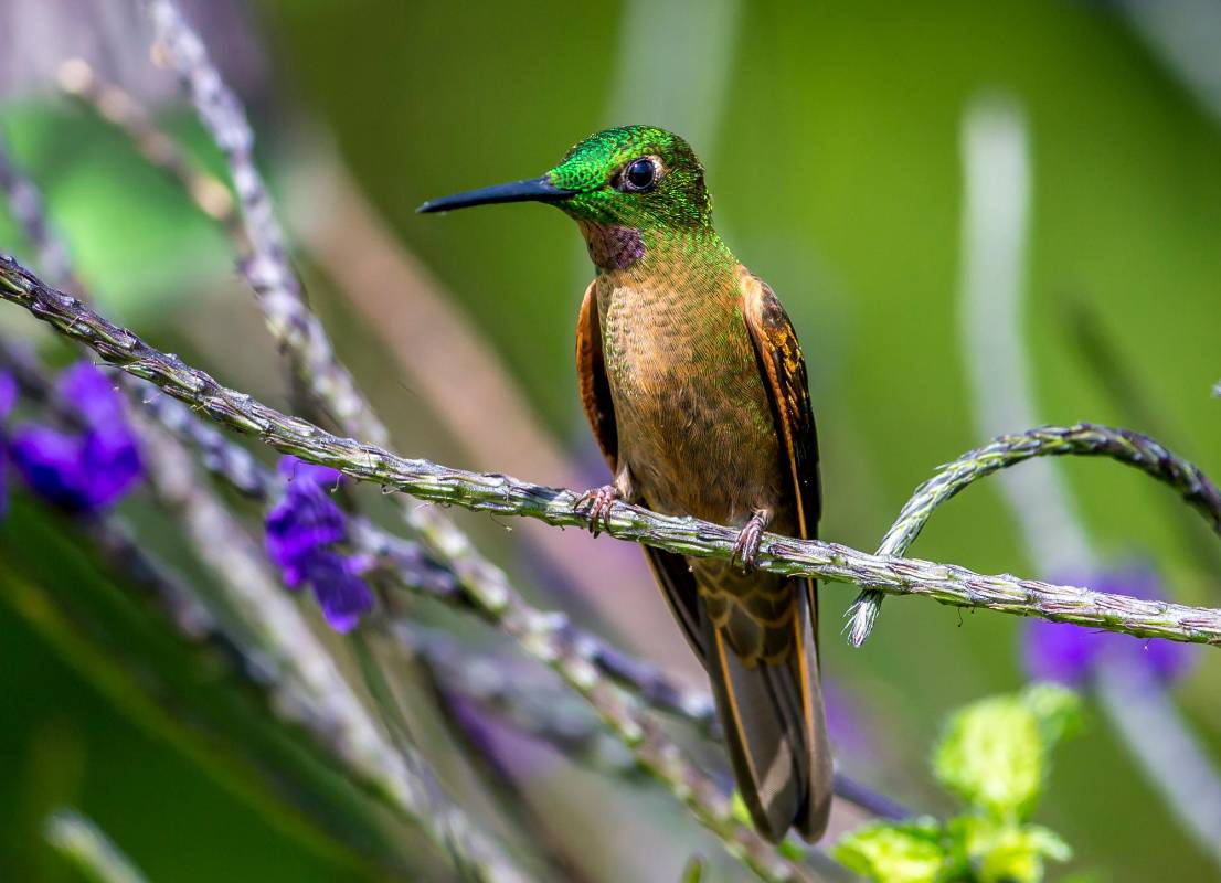 Se estima que en Colombia existen aproximadamente 165 especies de colibríes, de las 340 que se han documentado en todo el mundo. Foto Juan Antonio Sánchez Ocampo