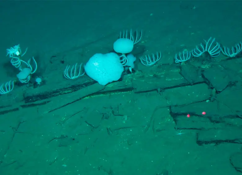 Esta fotografía, tomada por Global TREnD, IDSSE, a siete kilómetros de profundidad en el lecho marino de la Zona Diamantina en el Océano Índico en 2023 y publicada el 10 de junio de 2026, muestra huesos de ballena en el cementerio de ballenas más grande conocido del mundo. Foto AFP PHOTO / HANDOUT GLOBAL TREND, IDSSE